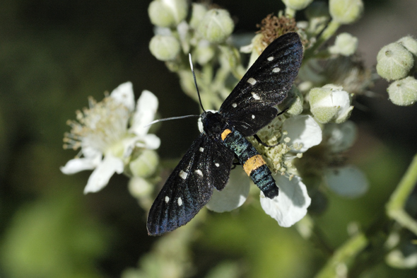 Amata ....... ?? - Amata sp.